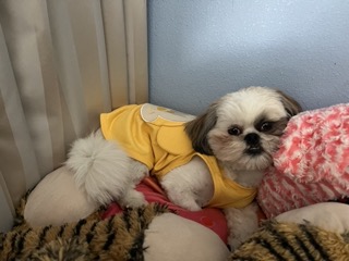 a dog wearing a yellow shirt laying down on a pillow